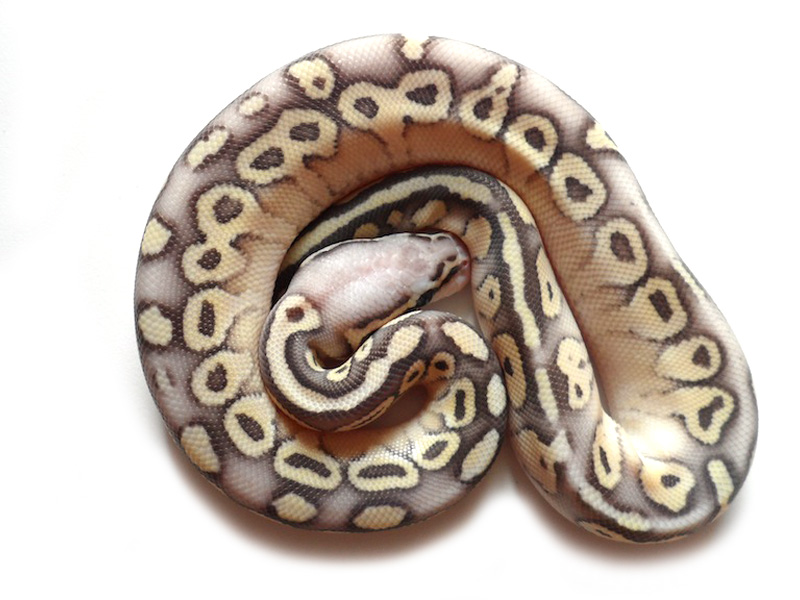 Super Pastel Lesser Vanilla