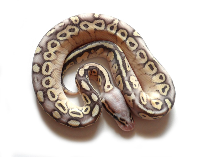 Super Pastel Lesser Vanilla