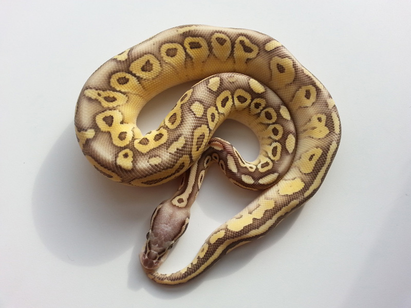 Super Pastel Lesser Vanilla