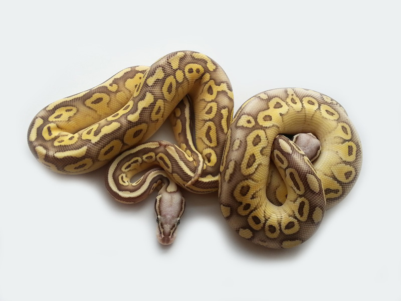 Super Pastel Lesser Vanilla