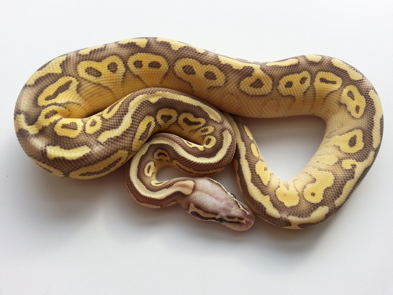 Super Pastel Lesser Vanilla