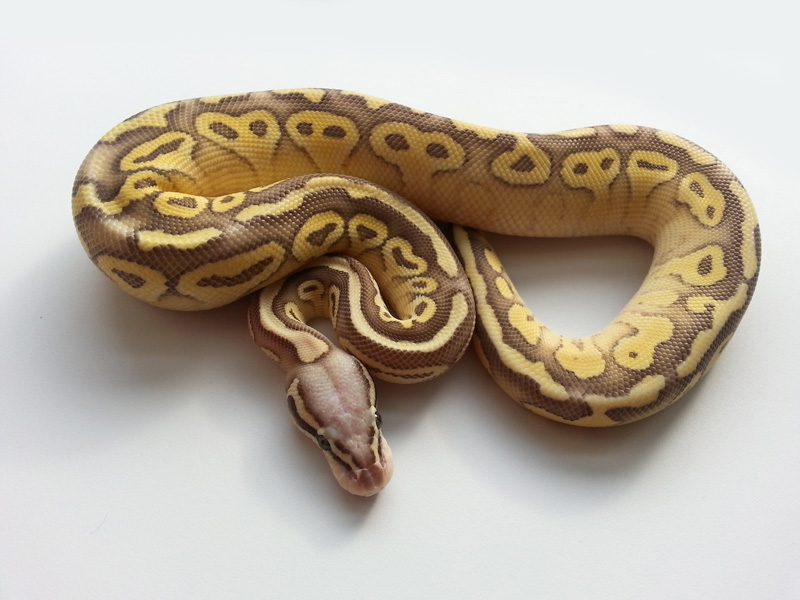 Super Pastel Lesser Vanilla