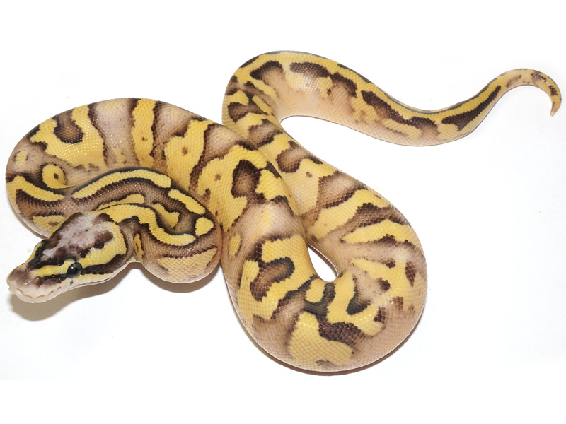 Super Pastel Lucifer Yellow Belly