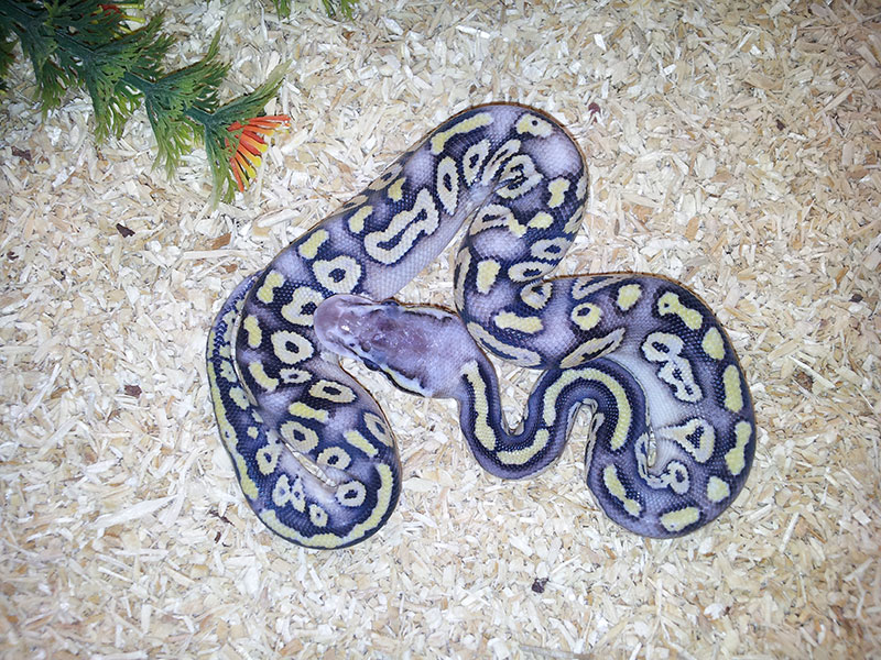 Super Pastel Mocha Yellow Belly