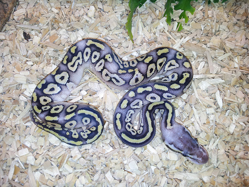 Super Pastel Mocha Yellow Belly