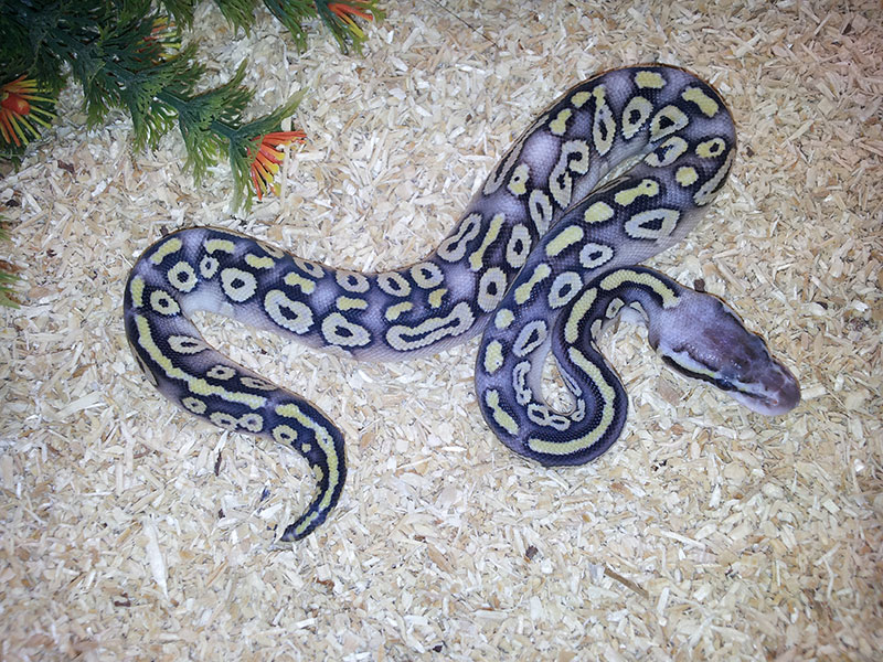 Super Pastel Mocha Yellow Belly