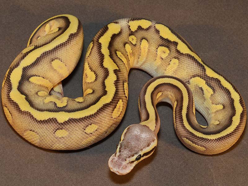 Super Pastel Mojave Specter