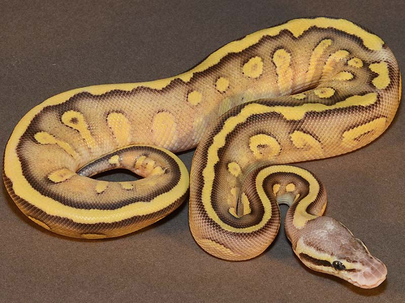 Super Pastel Mojave Specter