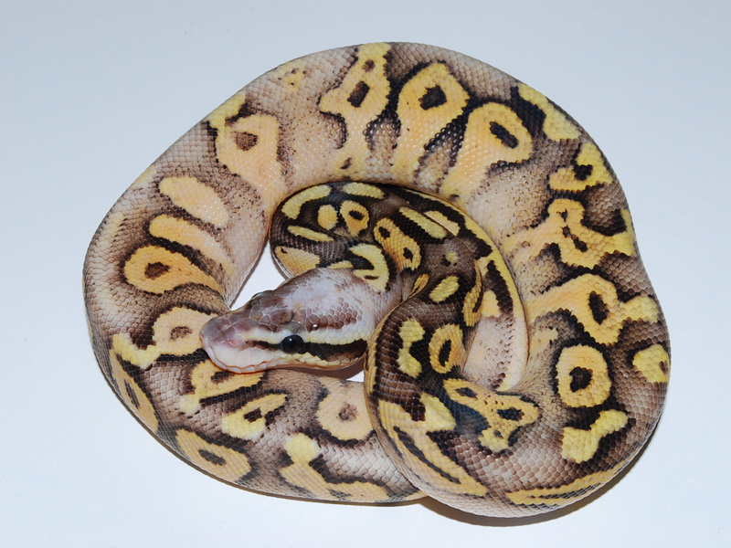 Super Pastel Mojave Vanilla