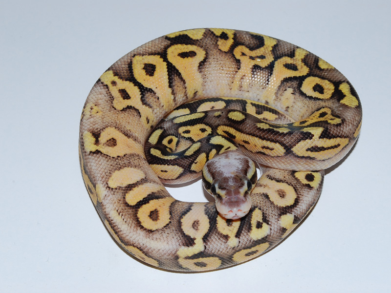 Super Pastel Mojave Vanilla