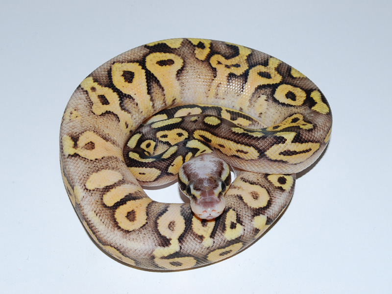 Super Pastel Mojave Vanilla