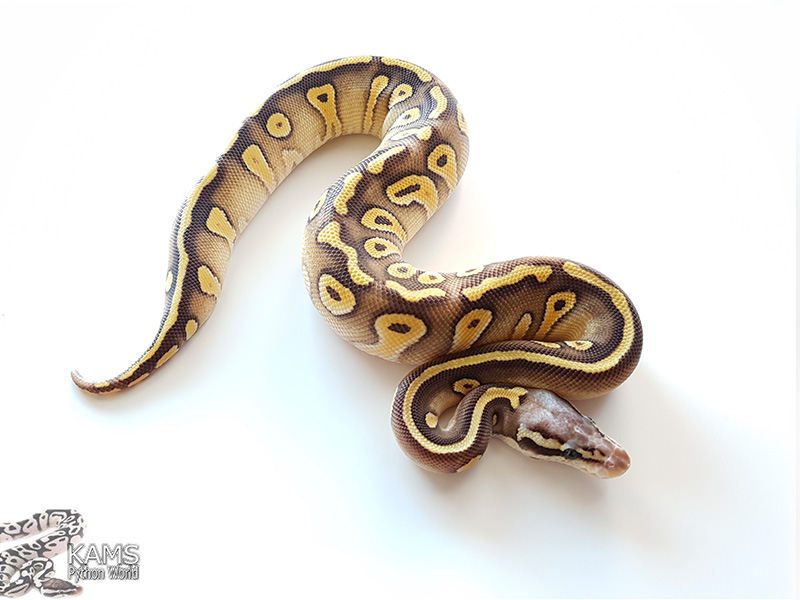 Super Pastel Mojave Vanilla