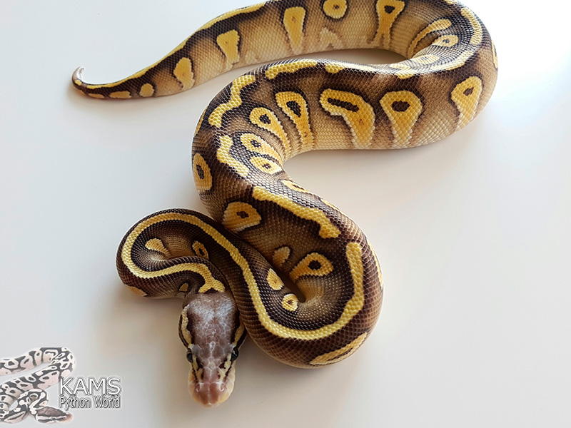 Super Pastel Mojave Vanilla