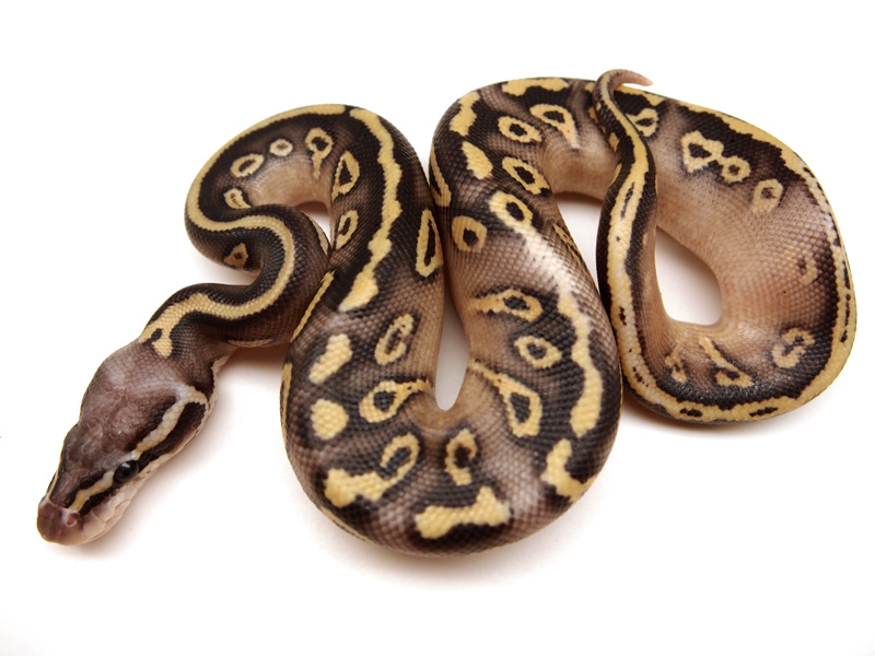 Super Pastel Mojave Yellow Belly Granite (Dom)