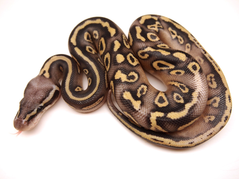 Super Pastel Mojave Yellow Belly Granite (Dom)