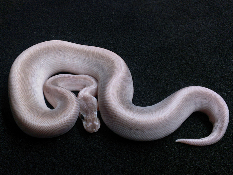 Super Pastel Onyx