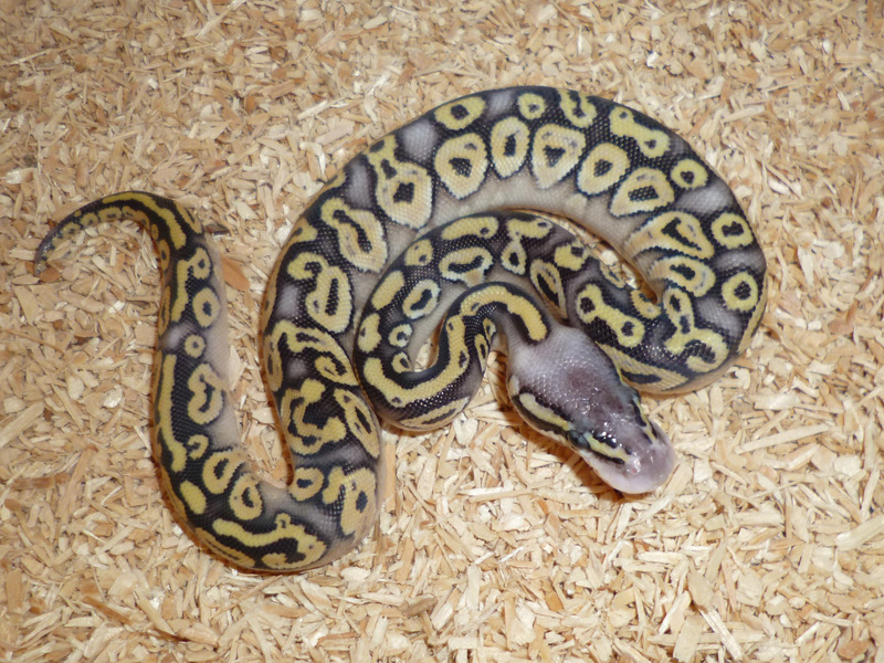 Super Pastel Phantom Yellow Belly