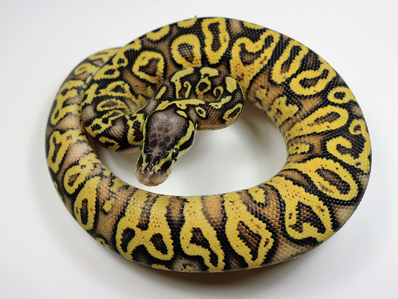 Super Pastel Trick Yellow Belly.