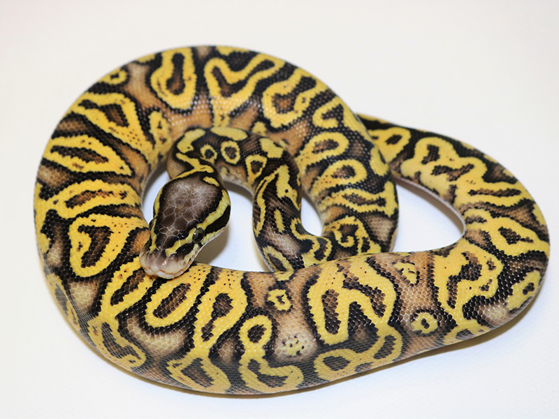 Super Pastel Trick Yellow Belly