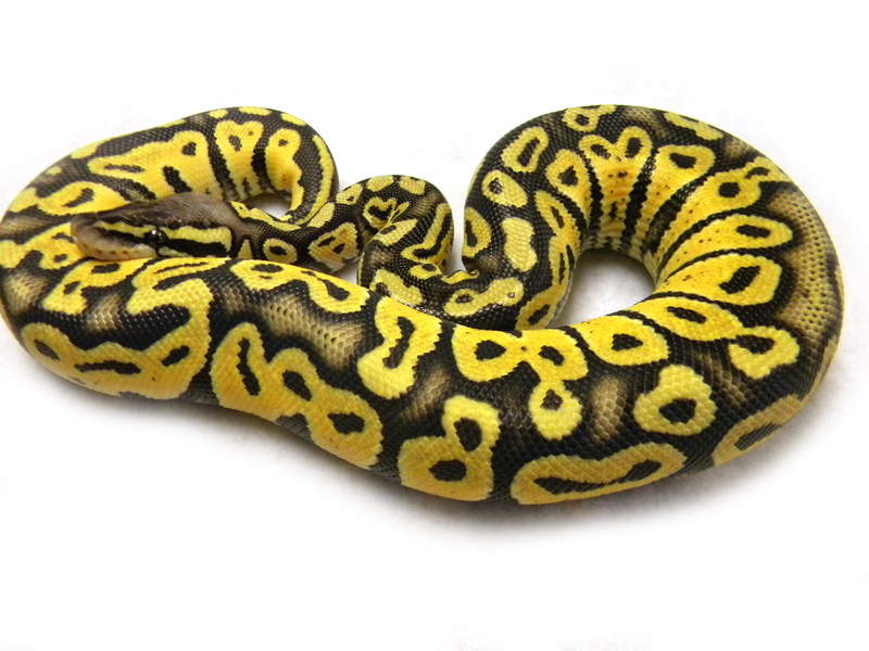 Ball Pythons For Sale. 