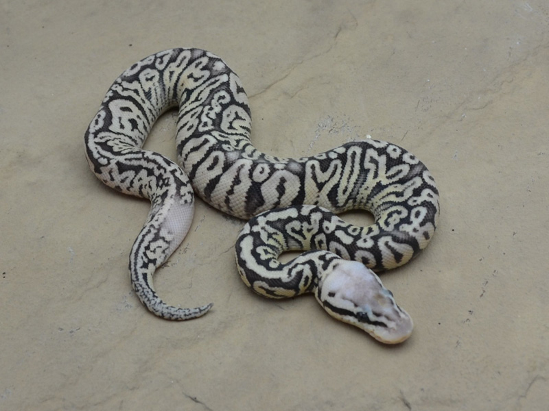 Super Pastel Vanilla Het Red Axanthic