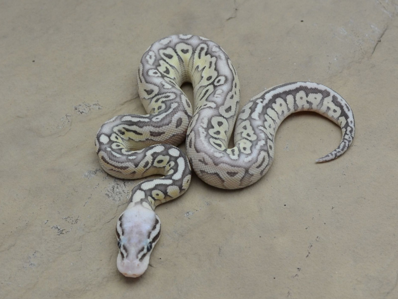 Super Pastel Vanilla Lesser Het Red Axanthic