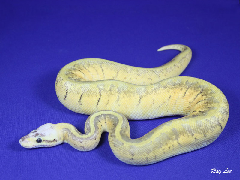 Super Pastel Vanilla Pinstripe