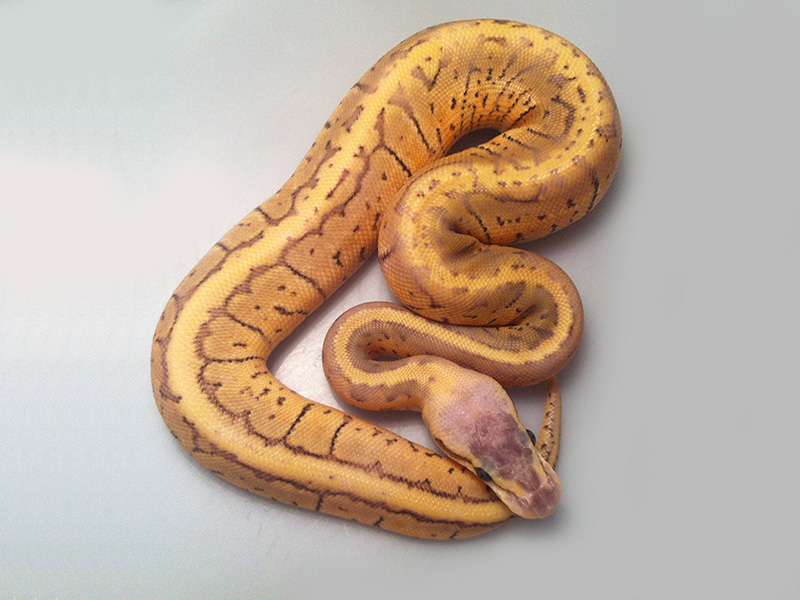 Super Pastel Vanilla Pinstripe