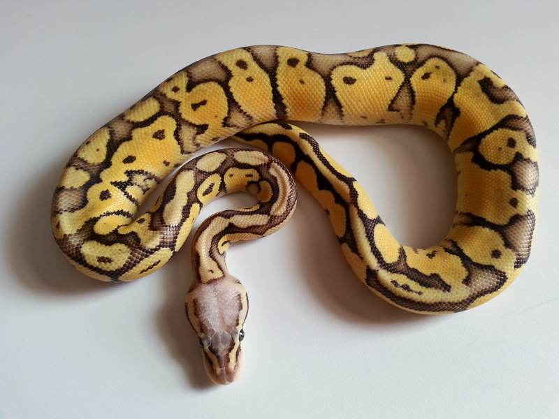 Pastel Butter Ball Python. 