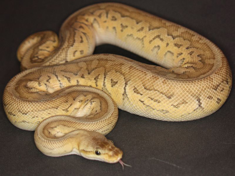 Super Pastel Woma Mojave Pinstripe