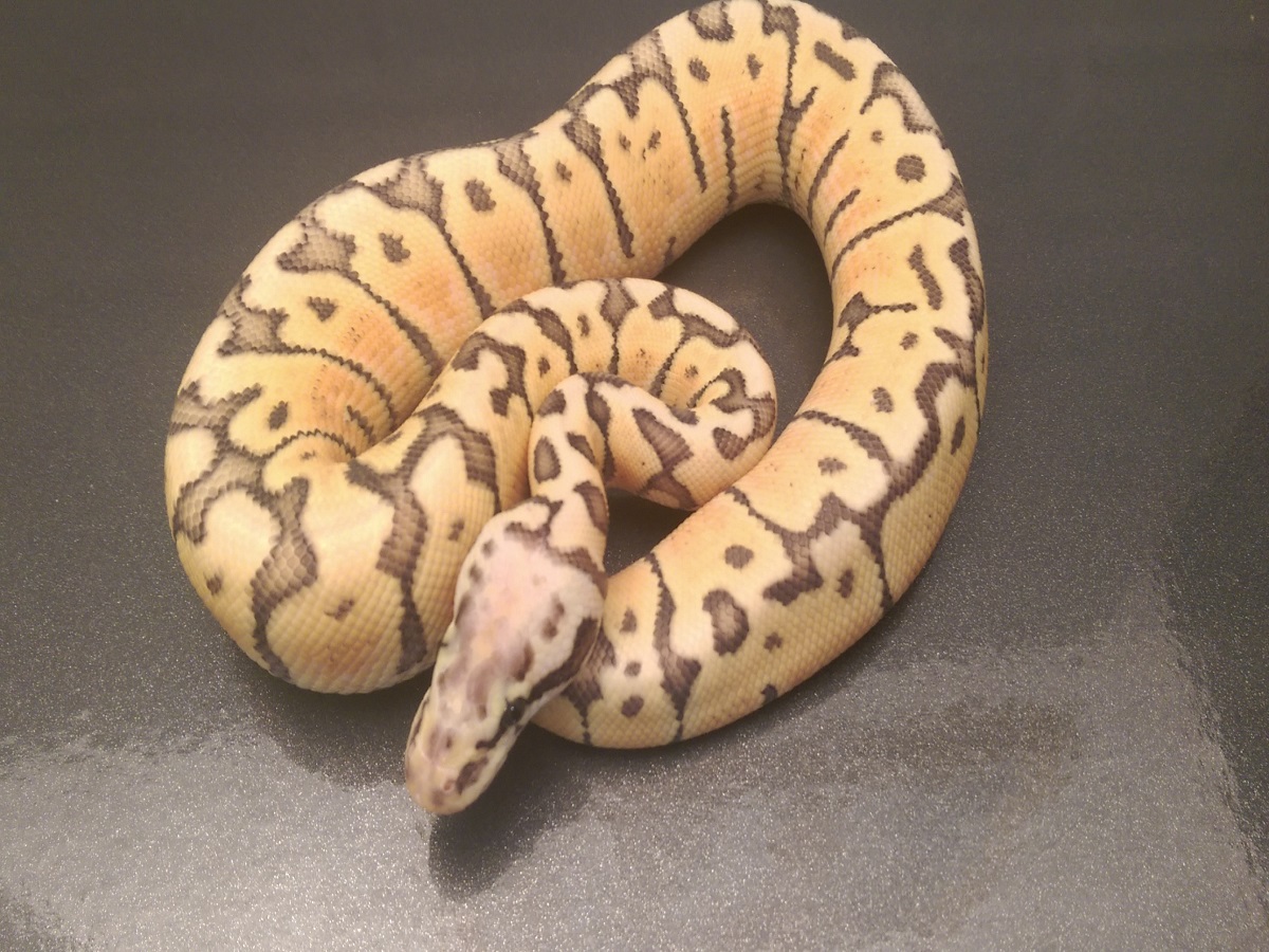 Super Pastel Woma