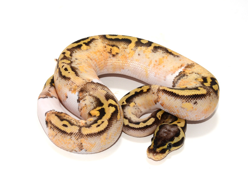 Super Pastel Yellow Belly Pied