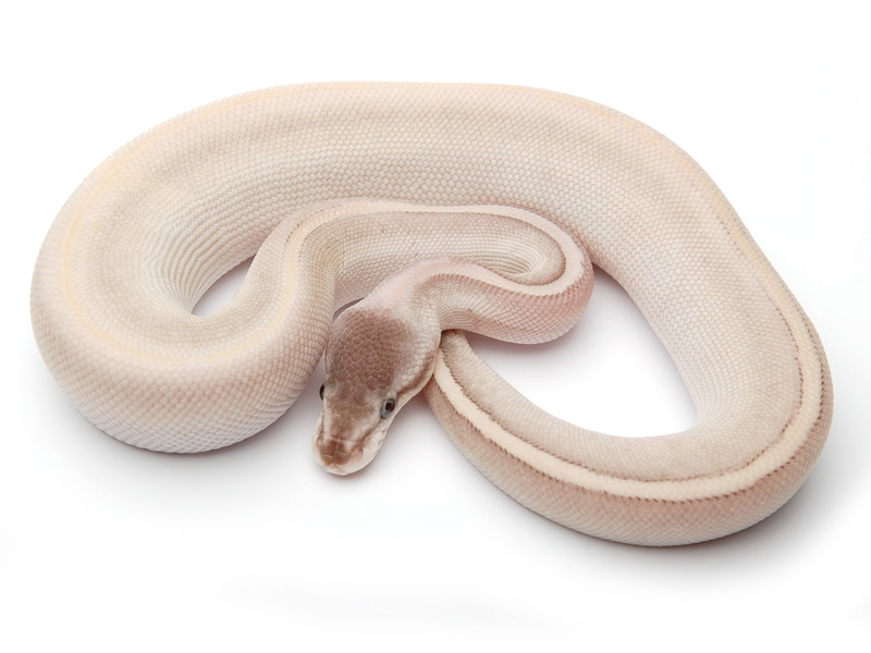 Super Phantom Pinstripe Yellow Belly