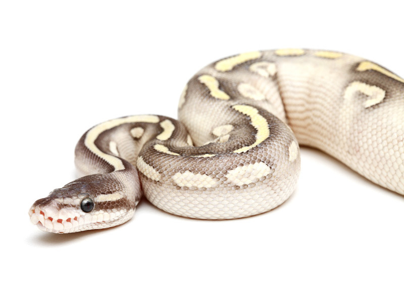 Super Phantom Yellow Belly