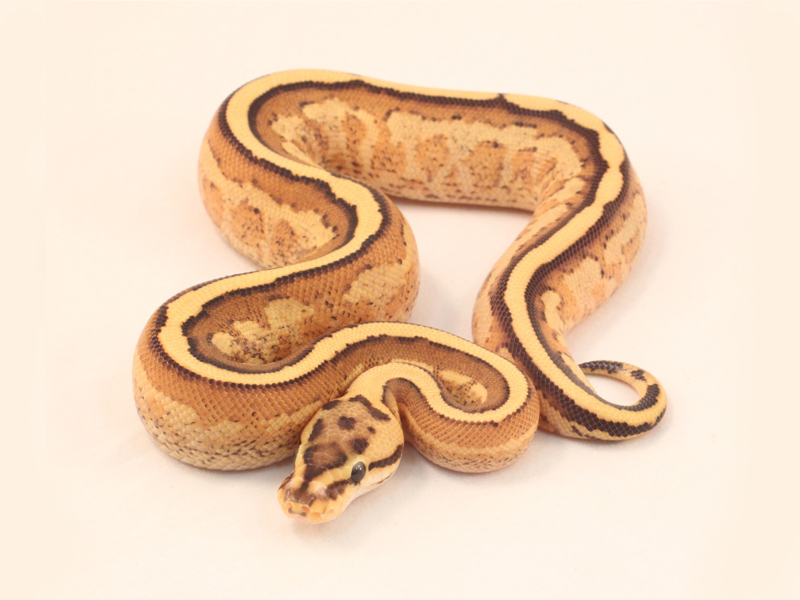 Super Stripe Vanilla