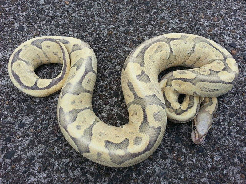 Super Vanilla Citrus Hypo