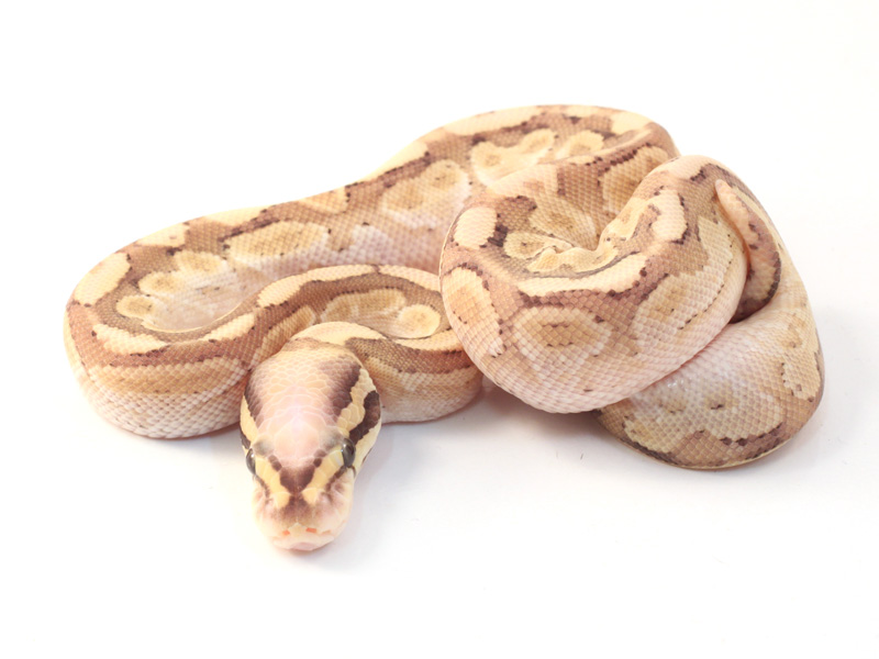 Super Vanilla Lesser Yellow Belly