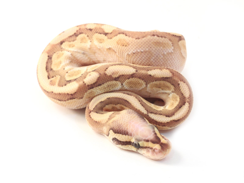 Super Vanilla Lesser Yellow Belly