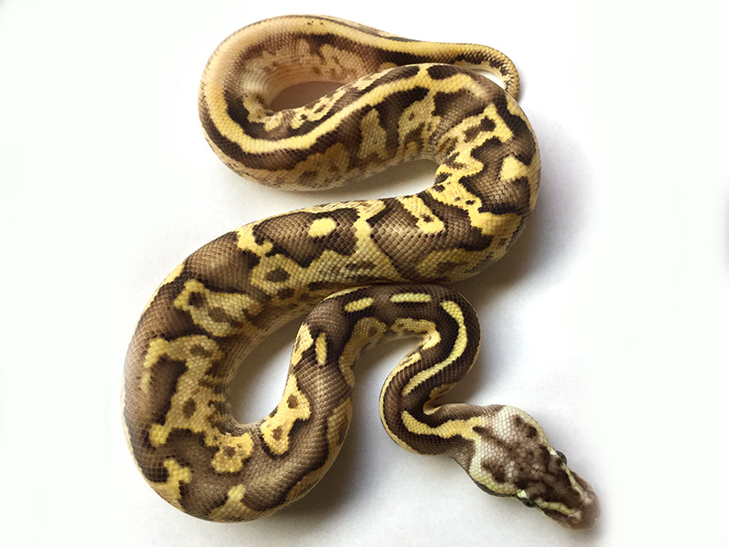 Superfly Leopard Calico