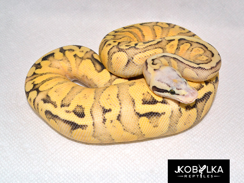 Superfly Yellow Belly Ghi
