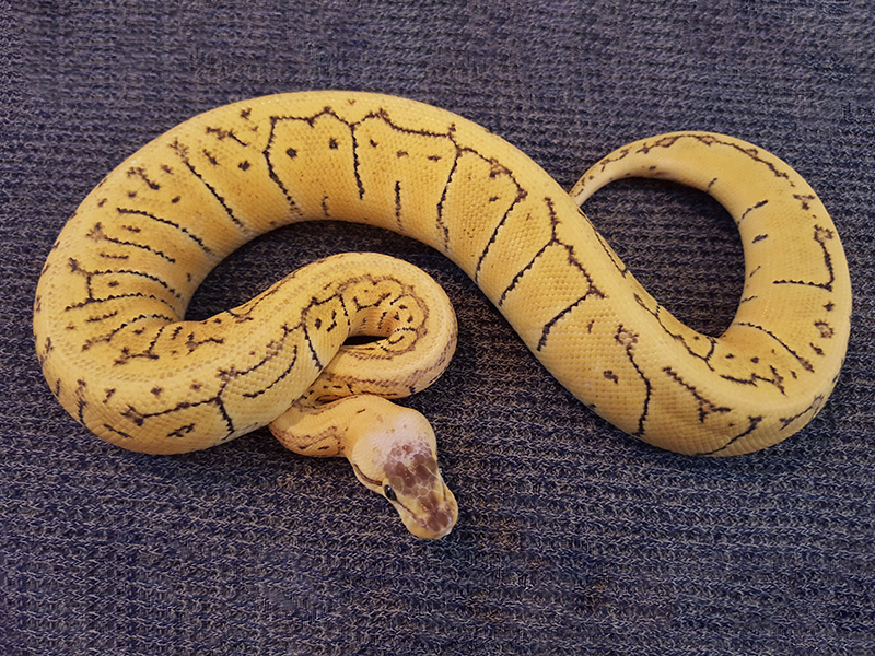 Ball Pythons For Sale. 