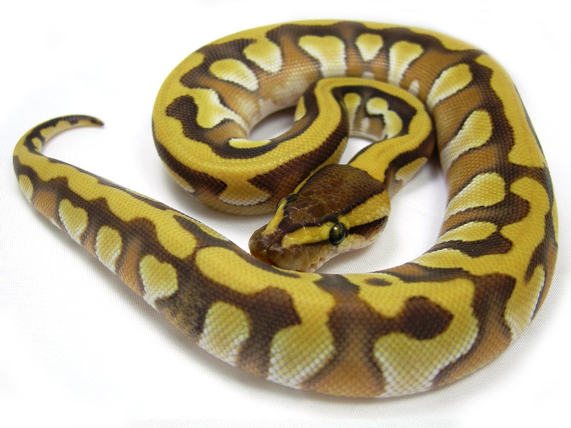 Tiger Mojave Yellow Belly