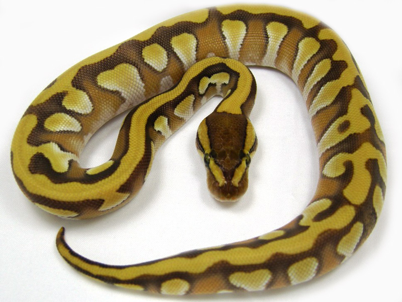 Tiger Mojave Yellow Belly