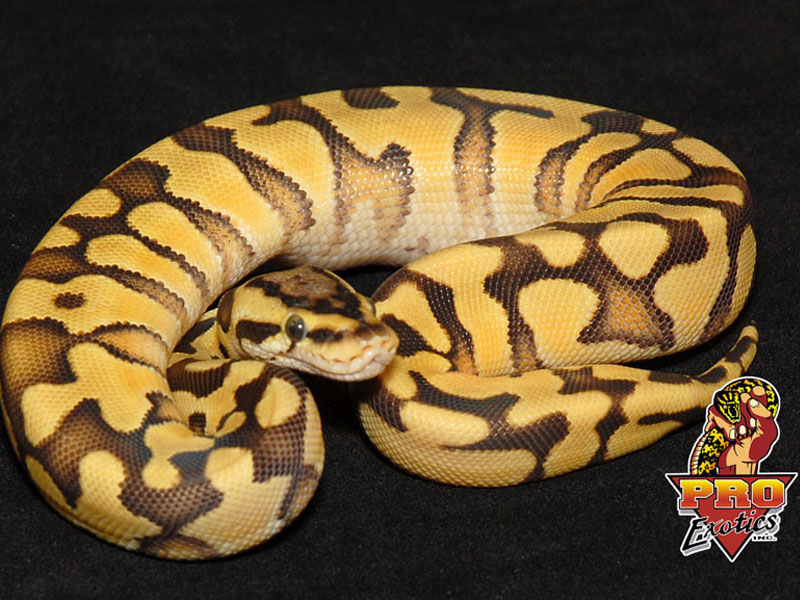 Desert Enchi Pastel