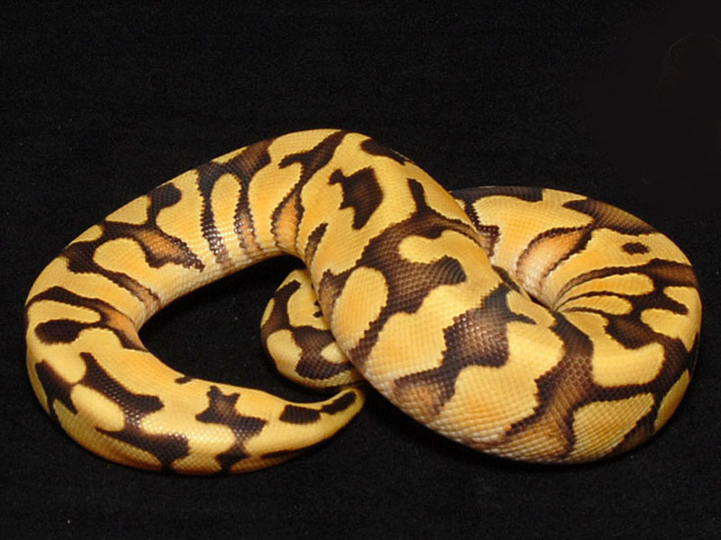 Desert Enchi Pastel