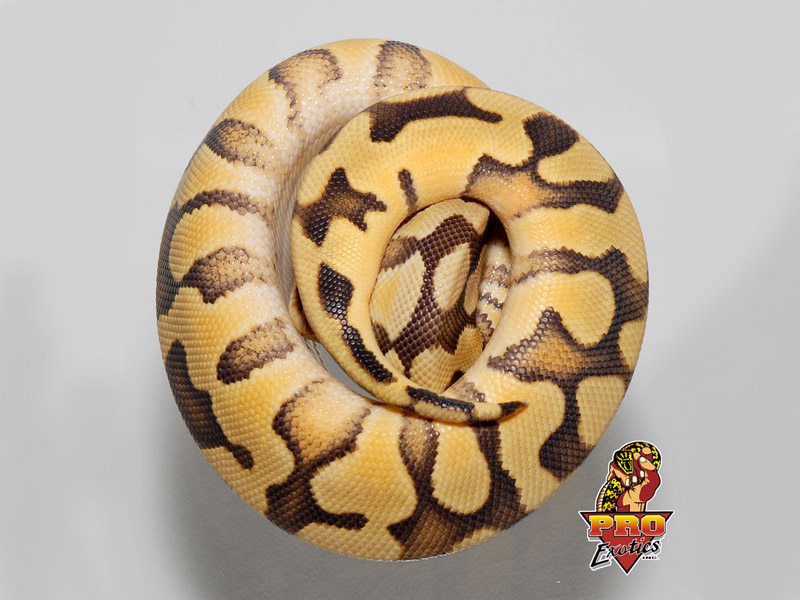 Desert Enchi Pastel