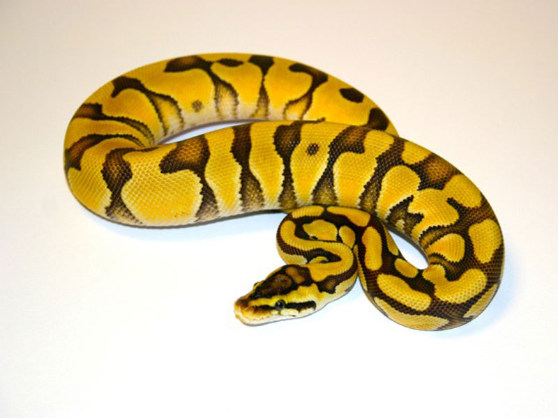 Desert Enchi Pastel