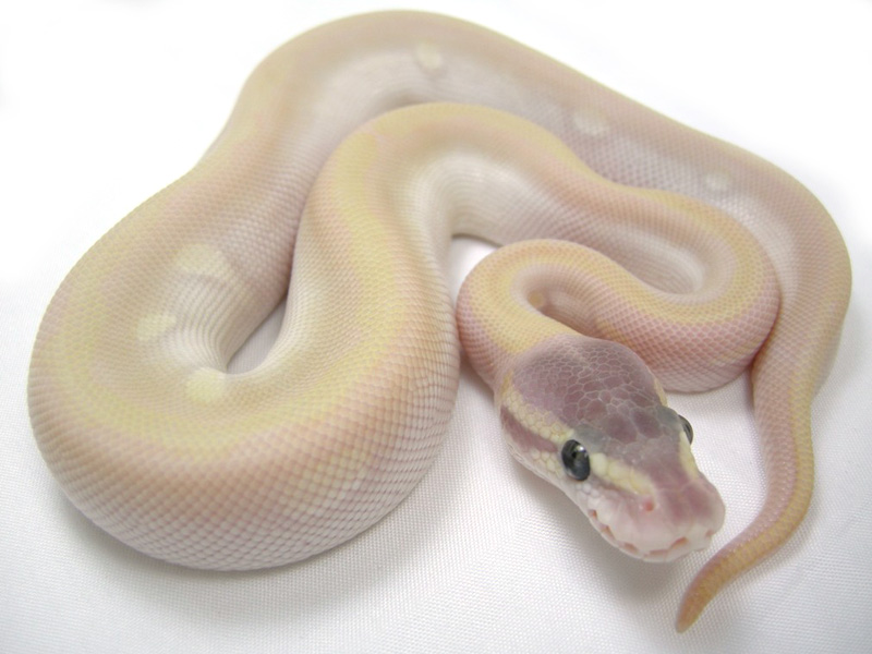 Tiger Phantom Mojave