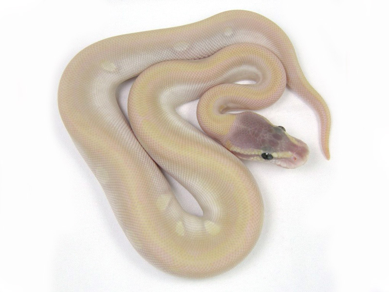 Tiger Phantom Mojave