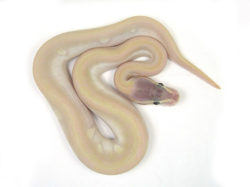 Tiger Phantom Mojave